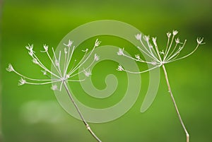 Dry grass umbrellas, on a green background.