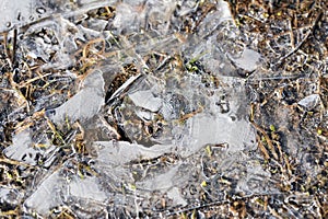 Dry grass under the ice in the spring forest. Abstract background