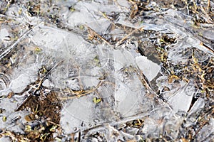 Dry grass under the ice in the spring forest. Abstract background
