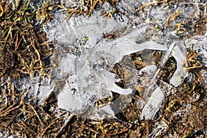 Dry grass under the ice in the spring forest. Abstract background