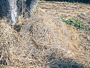 Dry grass under the tree