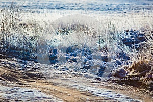Dry grass white with frost in morning. Countryside concept. Beautiful landscape