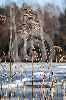Dry grass in winter time, Poland.