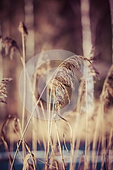 Dry grass in winter time, Poland.