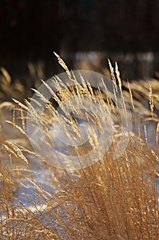 Dry grasses