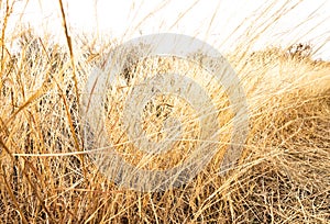 Dry Grasses And Blown Out Sky