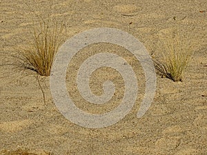 Dry grasses in the desert on sandy soil.
