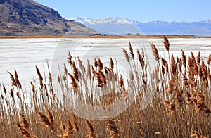 Dry grasses Great Salt Lake in Utah photo