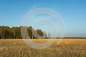 Dry grasses in the meadow, forest and blue sky