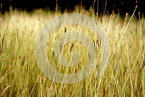 Dry grasses in water