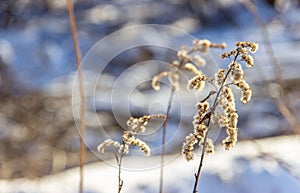 Dry grassy plants and twigs on a natural light snowy background.
