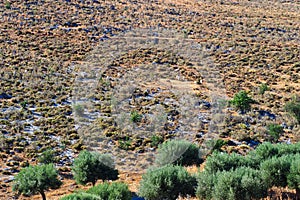 Dry Greek Summer Landscape With Sheep