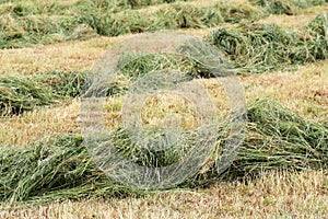 Dry bevelled hay photo