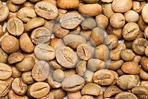 Dry green coffee beans (Coffea arabica)