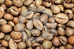 Dry green coffee beans (Coffea arabica)