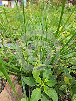 dry green grass during the day nature beatyfull today leaf plant