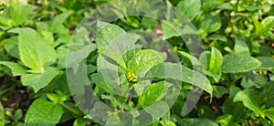 dry green grass during the day nature beatyfull today leaf plant