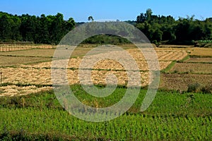Dry and green paddy field
