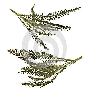 Dry green pressed leaf of fern isolated pressed fleecy leaves on