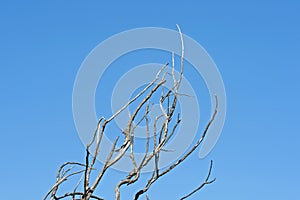 DRY GREY BRANCHES ON A DEAD TREE AGAINST BLUE SKY