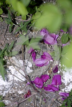 Pink petals of the wild rose photo