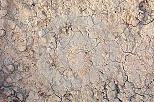 Dry ground as background. The concept of thirst, dehydration.