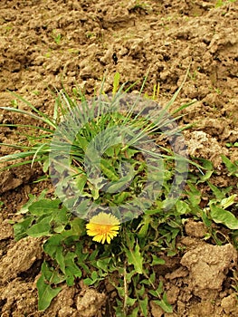 Dry ground of cracked and crushed clay with last green dandelion