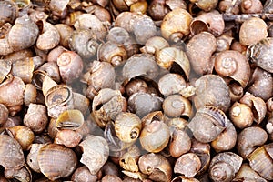 Dry group shell on the ground