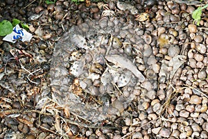 Dry group shell on the ground