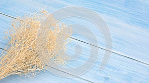 Dry Gypsophila flower on a blue wooden table