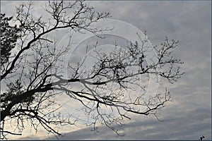 A dry hand reaches for the sky.