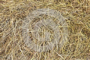 Dry hay