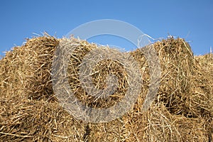 Dry hay against clear cloudless blue sky closeup