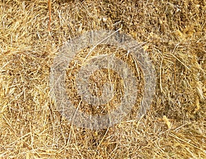 Dry hay background close up