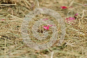 Dry hay background with pink rose petals