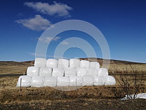 Dry hay bale in white plastic bag, Agriculture field on sunny sky,Rural nature in farm land,Straw on meadow,Wheat yellow golden h