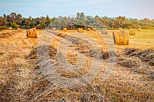 Dry hay on the field, bales haystack at sunset
