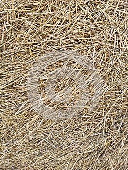 Dry hay texture. Background from dry yellow stems
