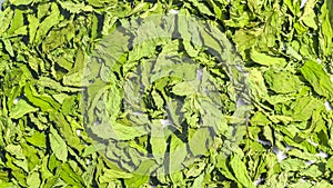 Dry healing green mint leaves background. Seasoning Peppermint