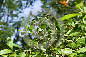 Dry Henna seeds hanging on tree.