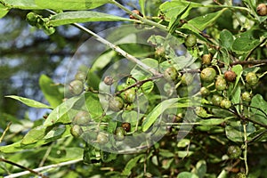 Dry Henna seeds hanging on tree.