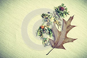 Dry herb leaves and autumn oak leaf