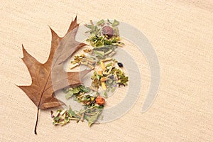 Dry herb leaves and autumn oak leaf