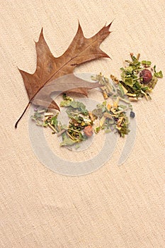 Dry herb leaves and autumn oak leaf