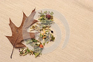 Dry herb leaves and autumn oak leaf