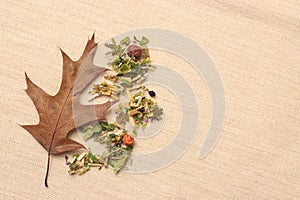 Dry herb leaves and autumn oak leaf