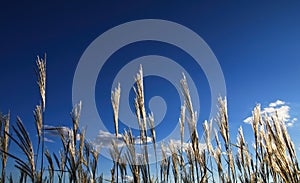 Dry herbs ascended into the blue sky