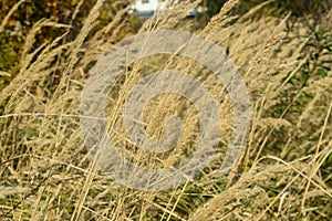 Dry high grass in the afternoon