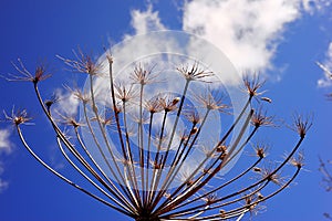 A dry hogweed inflorescence on a blue sky background with white cloud.