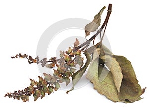 Dry holy basil or tulsi leaves with flower